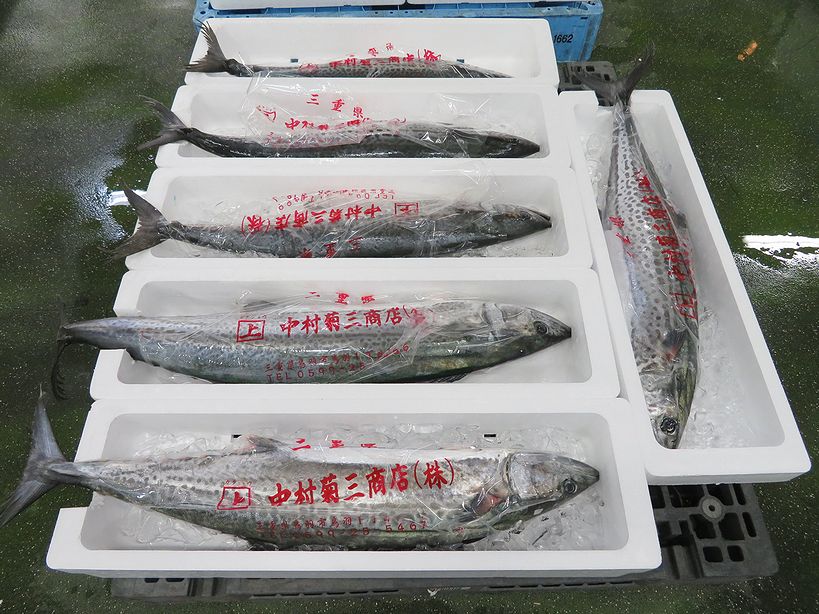 鰆は腹黒 いえいえ腹白です 横浜丸魚株式会社 鰆は腹黒 いえいえ腹白です 横浜丸魚株式会社