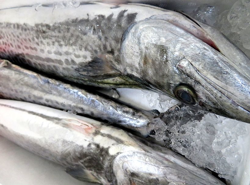 鰆は腹黒 いえいえ腹白です 横浜丸魚株式会社 鰆は腹黒 いえいえ腹白です 横浜丸魚株式会社