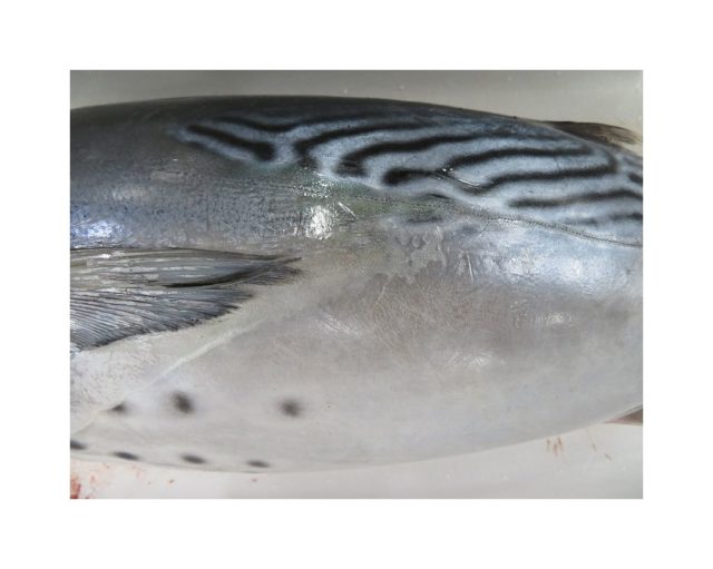 マグロとカツオの中間 スマはどんな味 横浜丸魚株式会社