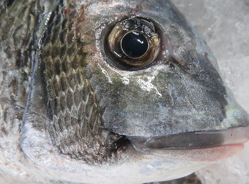 このクロダイ オスなのメスなの 横浜丸魚株式会社