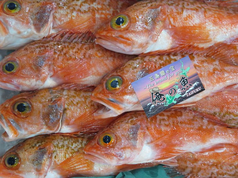 ユメカサゴで 気を揚げ揚げ 横浜丸魚株式会社