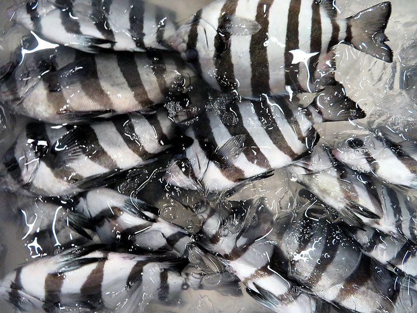 シマウマ 三番叟 イシダイの幼魚です 横浜丸魚株式会社