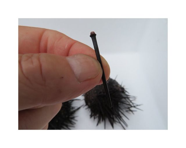 キャベツうにの飼育は 簡単には行かない 横浜丸魚株式会社