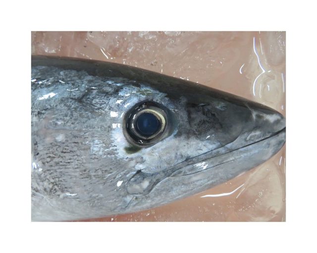 キツネと呼ばれるカツオです ハガツオ 横浜丸魚株式会社