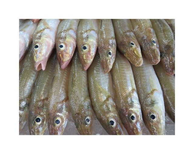 江戸前 いいえ秋田 かねもと のシロギスです 横浜丸魚株式会社