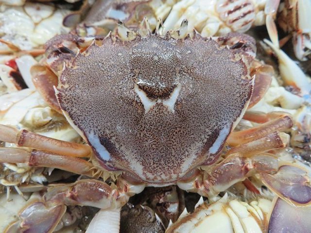 かつては 茅ヶ崎でもhガニが獲れたんだって 横浜丸魚株式会社 かつては 茅ヶ崎でもhガニが獲れたんだって 横浜丸魚株式会社