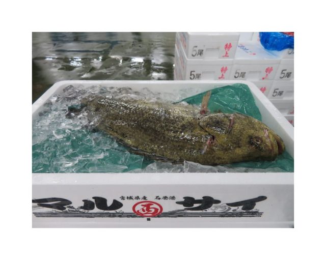 マツダイとは出逢う運命だったのか 横浜丸魚株式会社