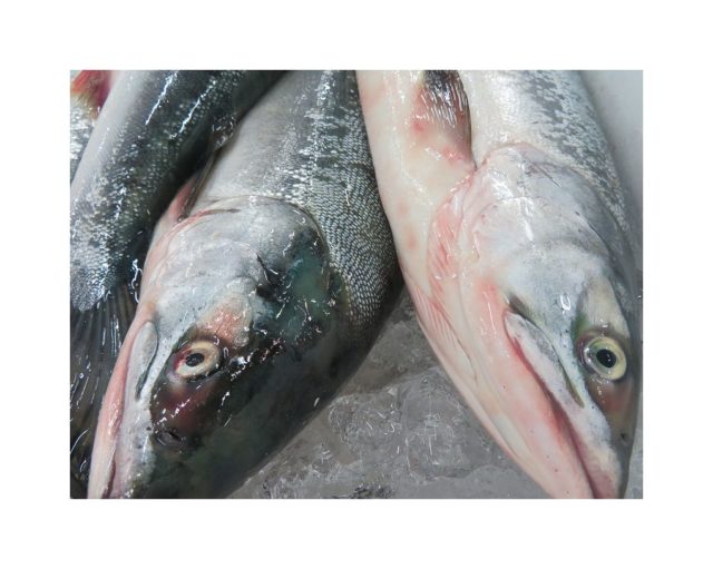 オホーツクサーモン 実はカラフトマスだったんです 横浜丸魚株式会社