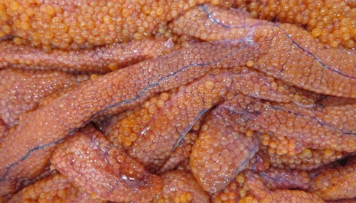 秋鮭の次は 生筋子も入荷しました 横浜丸魚株式会社 秋鮭の次は 生筋子も入荷しました 横浜丸魚株式会社