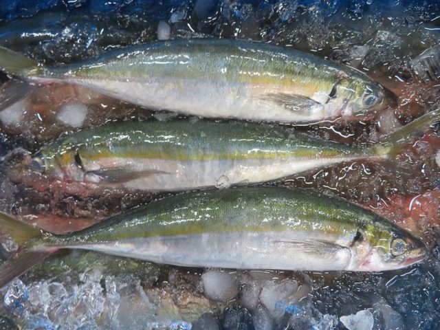 くさやの原料『ムロアジ』です。 | 横浜丸魚株式会社