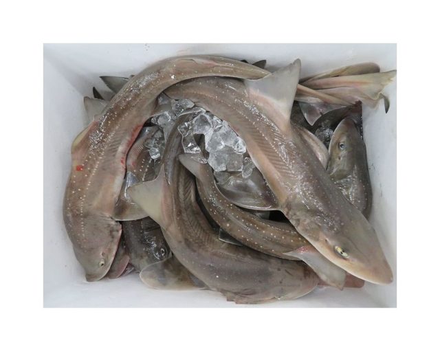 ビックリ ホシザメが14ｋ 横浜丸魚株式会社