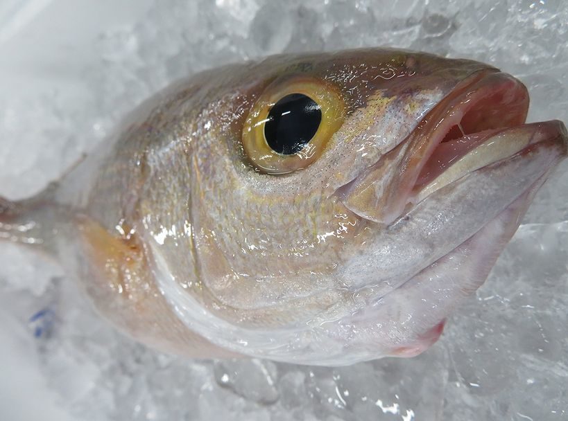 ヒメダイ フレンチが似合う魚 横浜丸魚株式会社 ヒメダイ フレンチが似合う魚 横浜丸魚株式会社