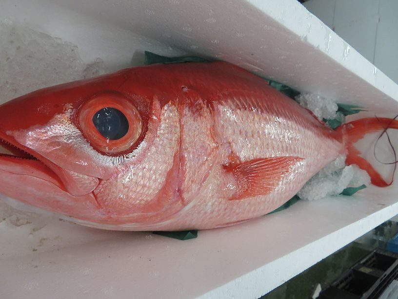 相模湾 東京湾のハマダイに出逢いたい 横浜丸魚株式会社