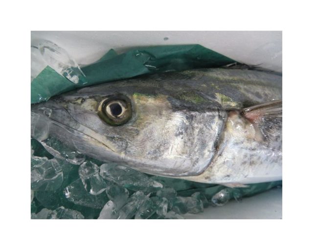 春 冬 ２つの旬を持つ鰆 サワラ 横浜丸魚株式会社