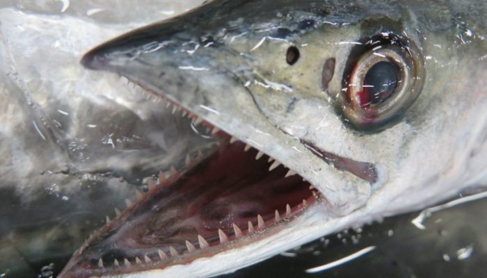 サワラの幼魚サゴシ お味は如何 横浜丸魚株式会社