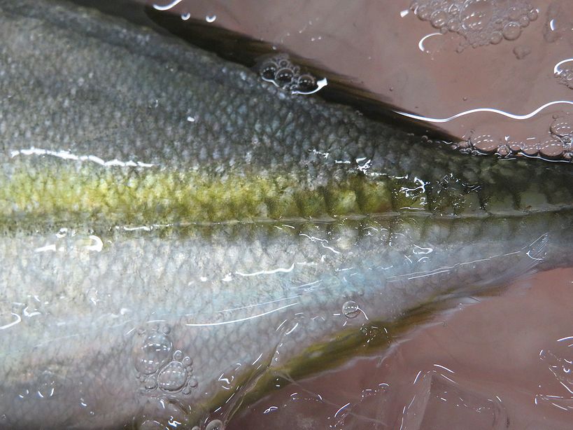 このシマアジ 養殖 天然物 どっちなの 横浜丸魚株式会社