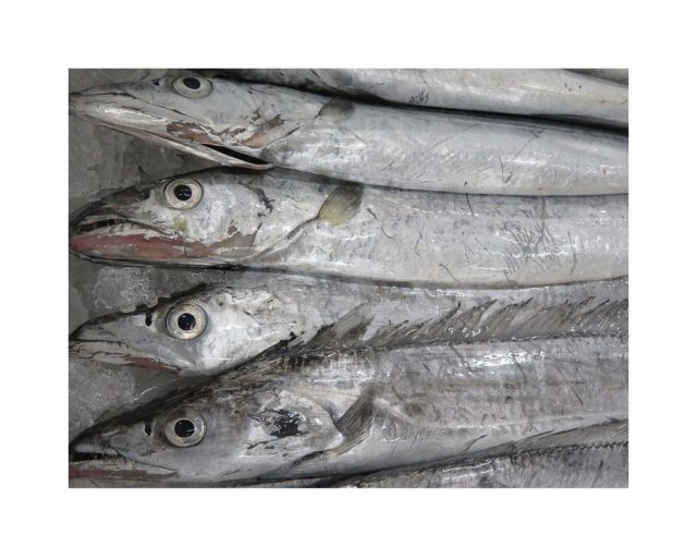 東京湾内のタチウオ 立魚 太刀魚 横浜丸魚株式会社