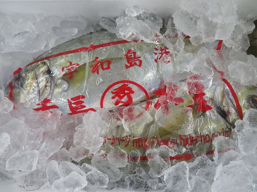 尾鰭がキレイな天然シマアジ 横浜丸魚株式会社