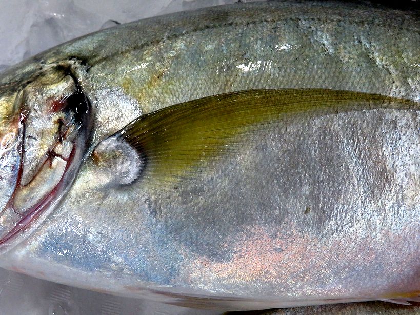 尾鰭がキレイな天然シマアジ 横浜丸魚株式会社