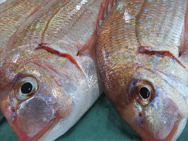 チダイ 市場にも チコちゃん いますよ 横浜丸魚株式会社