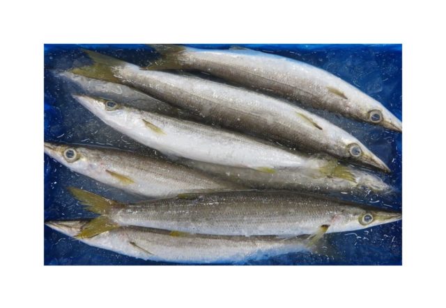 カマス 脂の強さも選択肢の一つです 横浜丸魚株式会社 カマス 脂の強さも選択肢の一つです 横浜丸魚株式会社