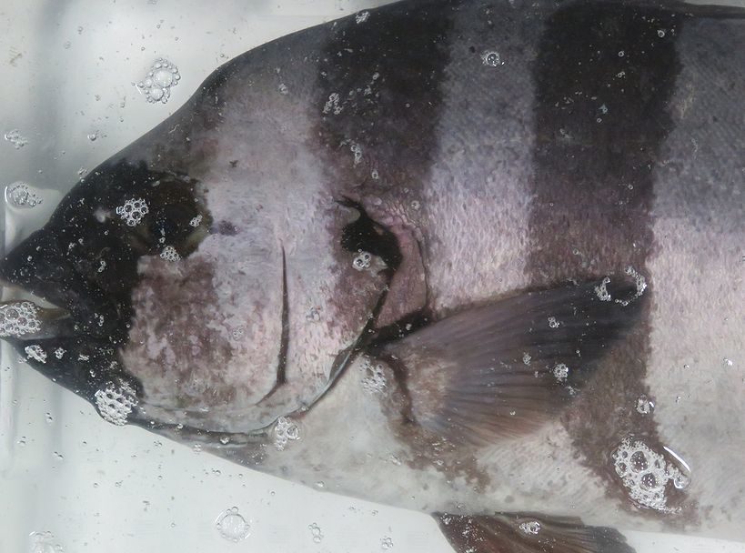 活けのイシダイは相模湾の定番品 横浜丸魚株式会社