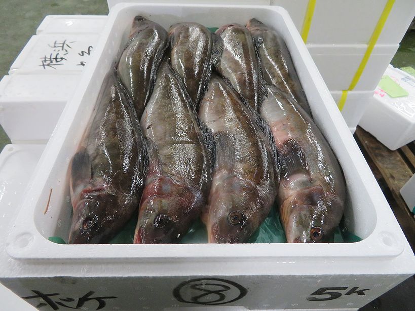 生ホッケ 生食は自己責任でお願いします 横浜丸魚株式会社