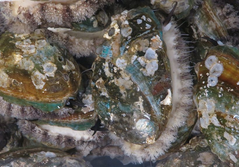 アワビのバター醤油焼きで株上るの 横浜丸魚株式会社