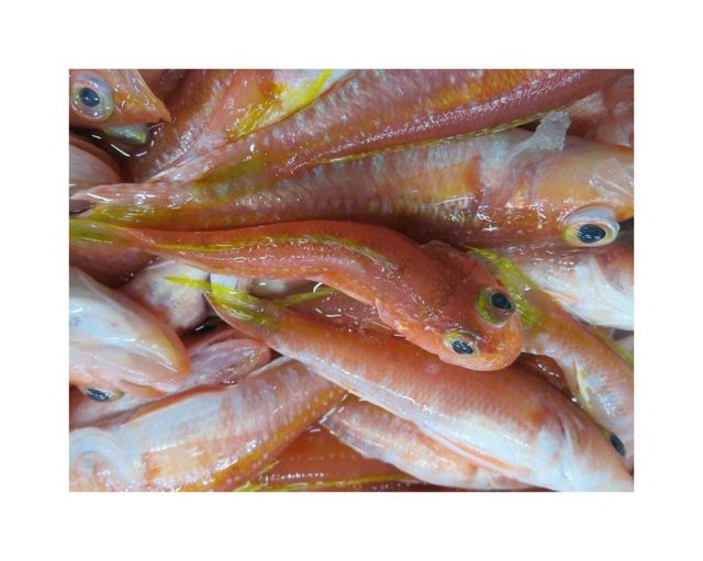ヒメコダイより姫小鯛の方がしっくりする 横浜丸魚株式会社 ヒメコダイより姫小鯛の方がしっくりする 横浜丸魚株式会社