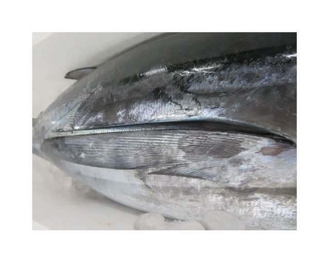 那智勝浦のビンナガマグロが大量入荷してます 横浜丸魚株式会社 那智勝浦のビンナガマグロが大量入荷してます 横浜丸魚株式会社