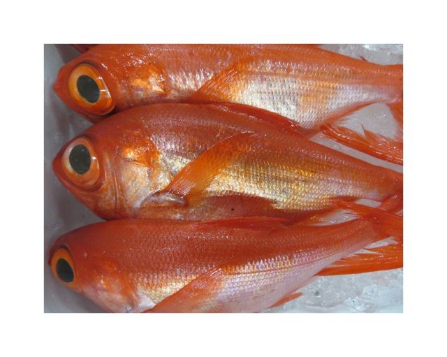 赤い魚で気合と金運アップかな 横浜丸魚株式会社 赤い魚で気合と金運アップかな 横浜丸魚株式会社