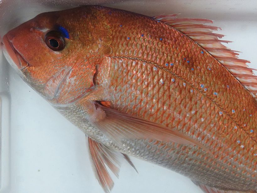 たい タイ 鯛 養殖真鯛の山 横浜丸魚株式会社