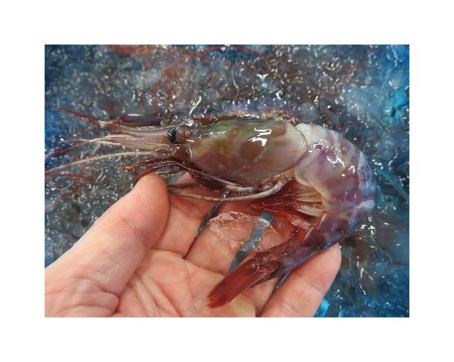 ブドウエビ 値段が高いのはどうして 横浜丸魚株式会社