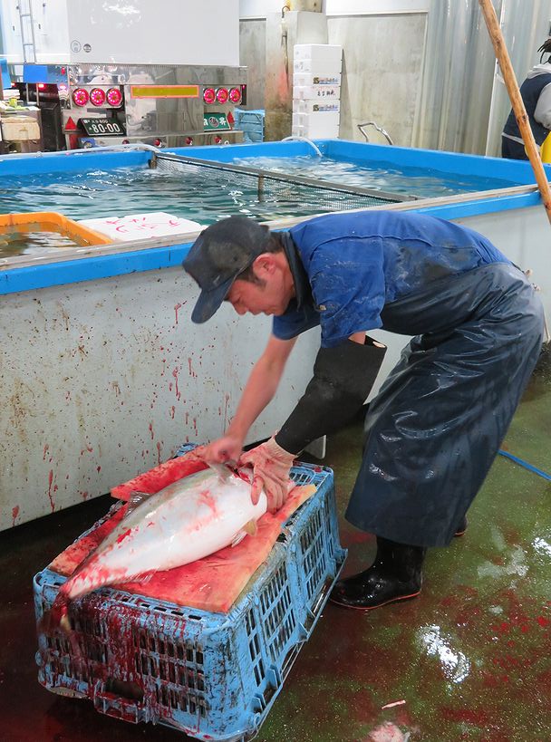 イカの血液は青らしいよ 横浜丸魚株式会社