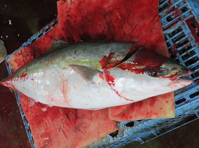 イカの血液は青らしいよ 横浜丸魚株式会社