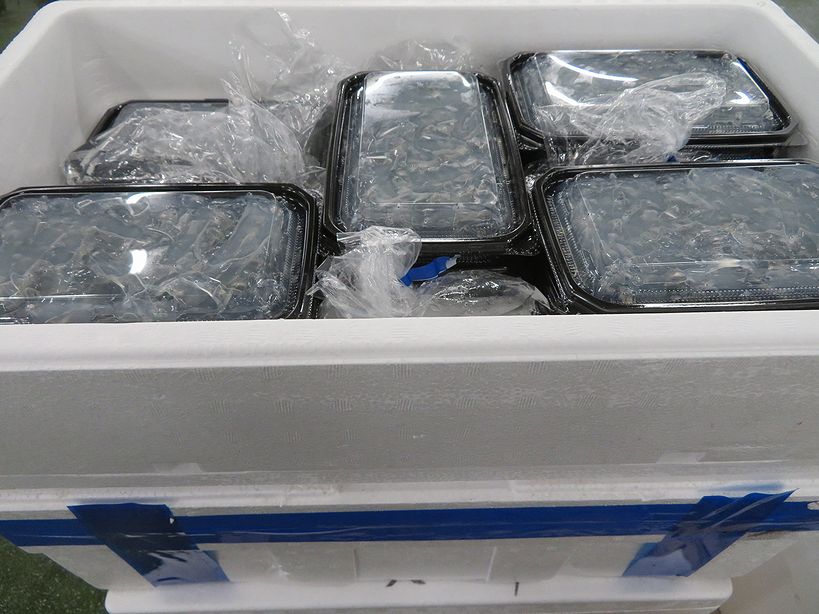 玄関先迄納品 のれそれ ノレソレ 100g 国産 生食用 急速冷凍 穴子 アナゴの稚魚 べらた ベラタ 珍味 土佐の酒肴 高知 つるっとした喉越し  レプトケファレス幼生 flyingjeep.jp