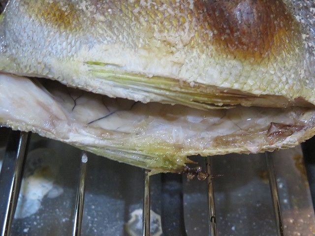 今の時期 四の五の言わずイサキでしょ 横浜丸魚株式会社