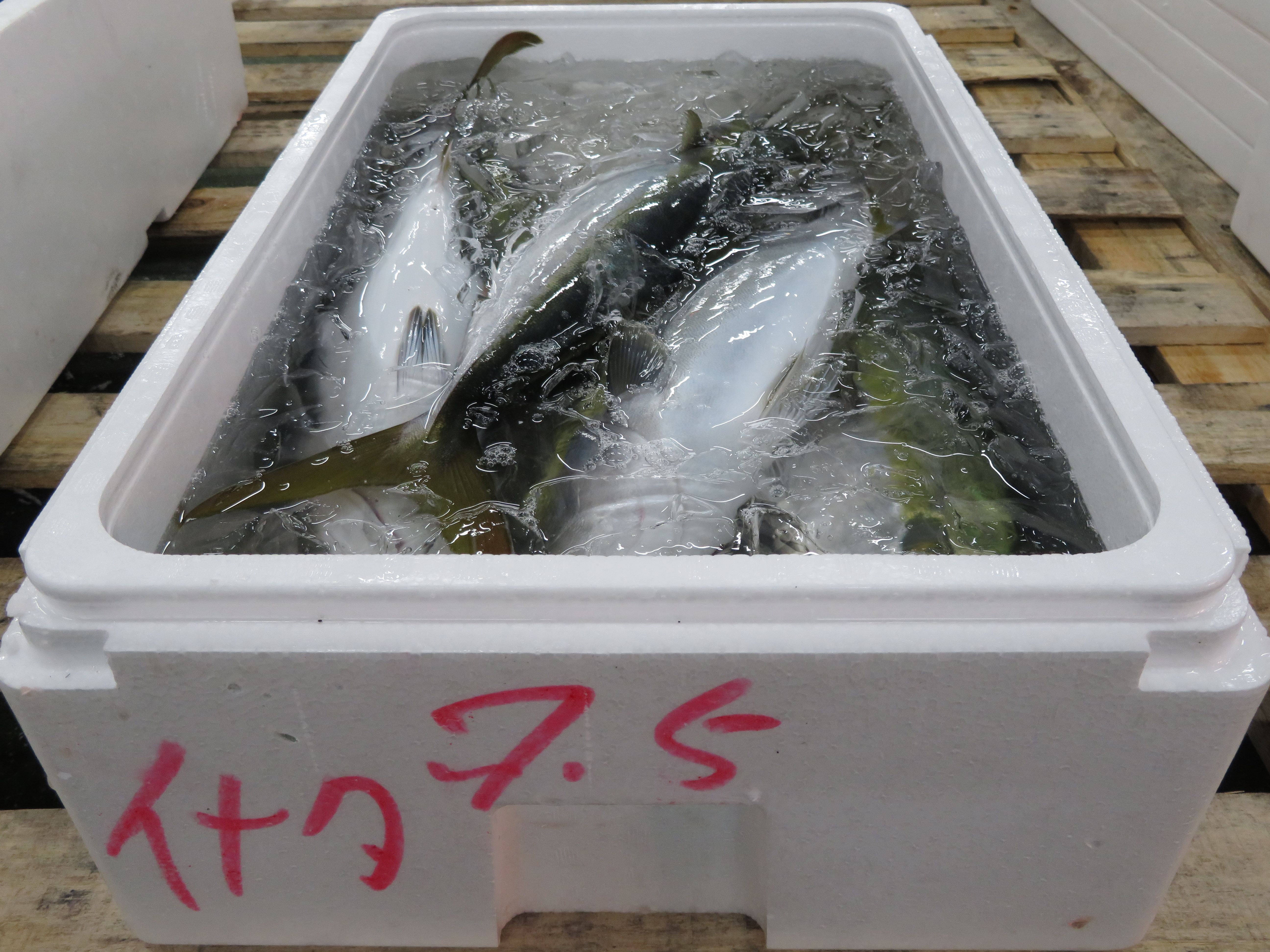 ワラサ イナダにもイイところありますよ 横浜丸魚株式会社