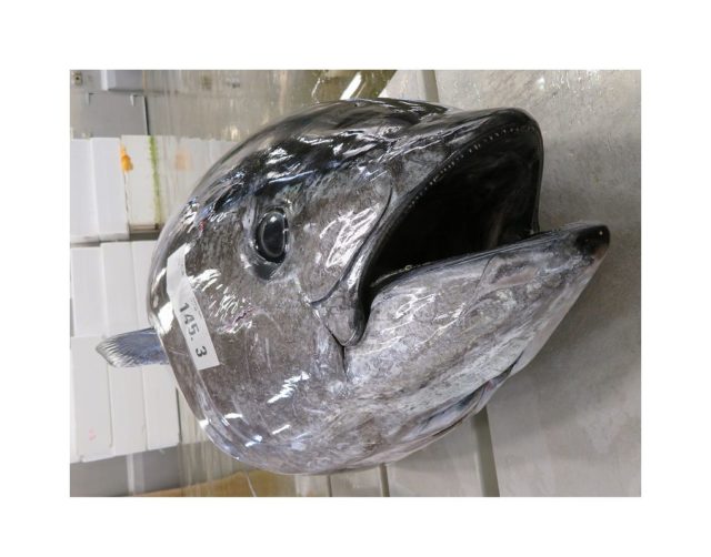 桁違い 145 3 の沖縄産本マグロは秀逸 横浜丸魚株式会社 桁違い 145 3 の沖縄産本マグロは秀逸 横浜丸魚株式会社