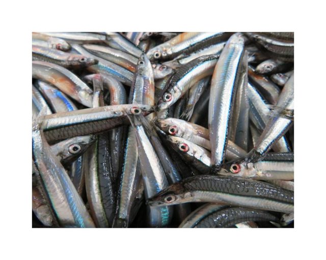 キビナゴ、銀と青ストライプがトレードマーク。  横浜丸魚株式会社