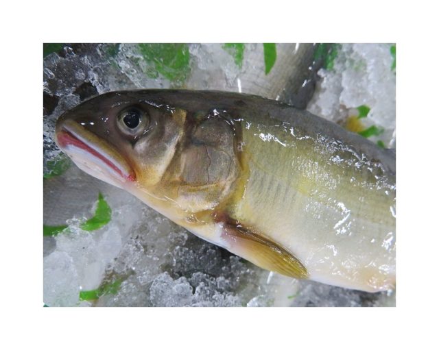 美味しい理由は必ずある 紀州うめぇ鮎 横浜丸魚株式会社 美味しい理由は必ずある 紀州うめぇ鮎 横浜丸魚株式会社