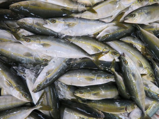 汐子は小さくてもカンパチ。 | 横浜丸魚株式会社