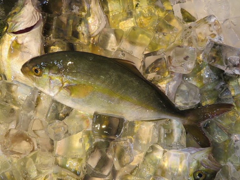 汐子は小さくてもカンパチ。 | 横浜丸魚株式会社