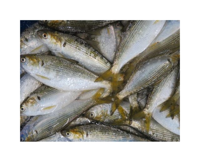 コハダも職人の技で大変身 横浜丸魚株式会社 コハダも職人の技で大変身 横浜丸魚株式会社