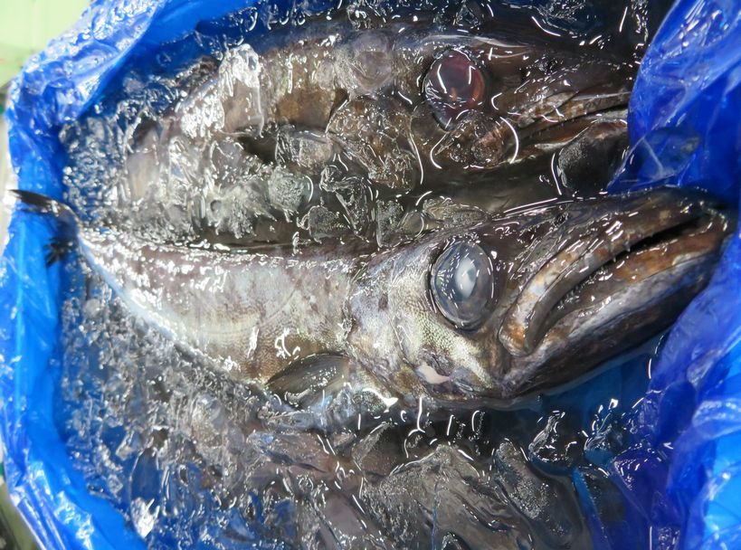 クロシビカマス 実は高級魚 横浜丸魚株式会社