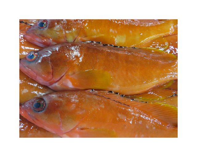 アカハタは 処変われば魚も変わる 横浜丸魚株式会社 アカハタは 処変われば魚も変わる 横浜丸魚株式会社