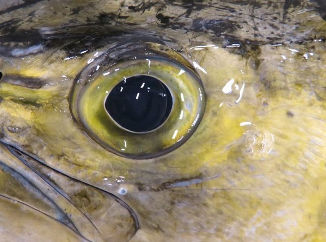 シイラはスーパーでは売りずらいかな 横浜丸魚株式会社 シイラはスーパーでは売りずらいかな 横浜丸魚株式会社