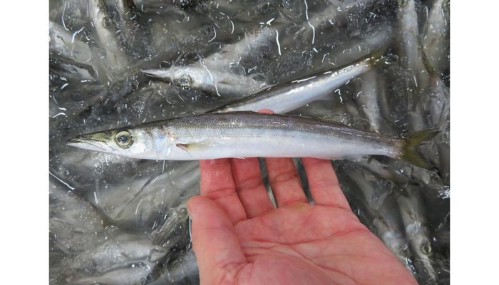 ミズカマス お水ちゃんとも呼ばれています 横浜丸魚株式会社