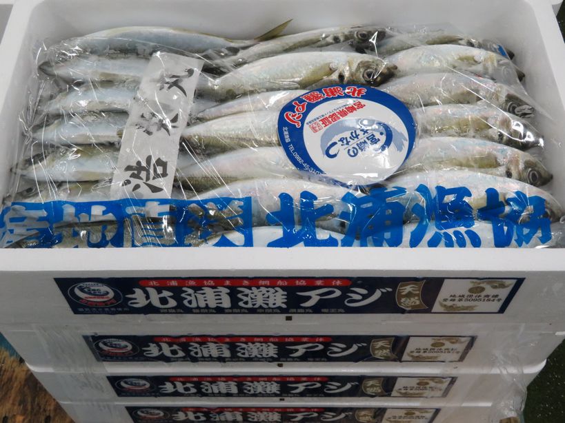 北浦灘アジ ブランドアジには物語がある 横浜丸魚株式会社