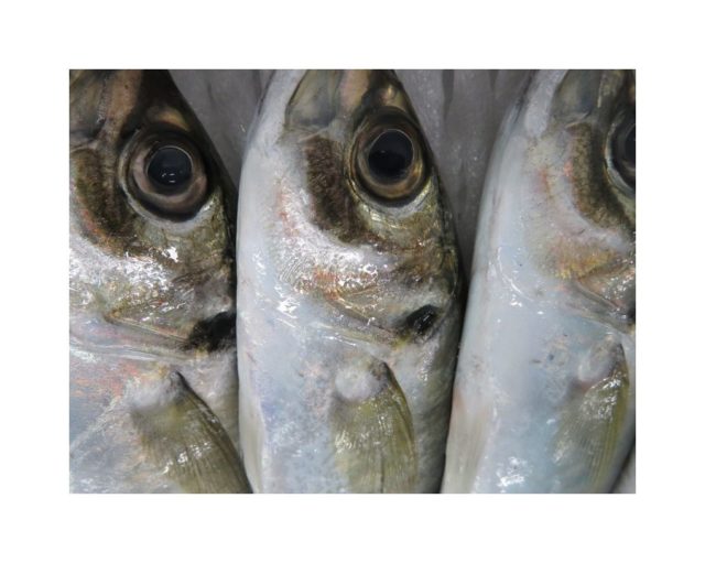 北浦灘アジ ブランドアジには物語がある 横浜丸魚株式会社 北浦灘アジ ブランドアジには物語がある 横浜丸魚株式会社